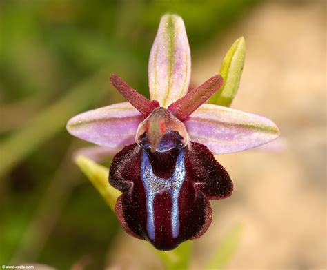 ophrys spruneri