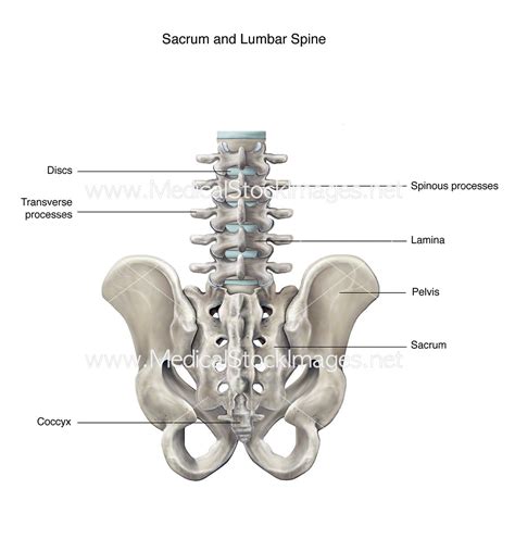 lumbar spine  sacrum medical stock images company