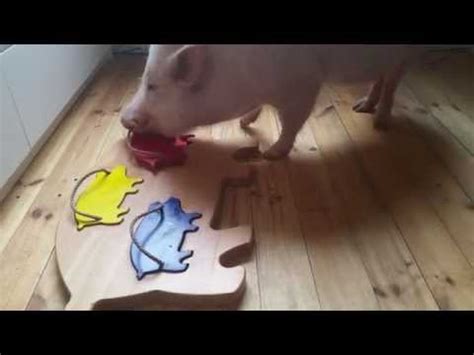 smart pig solves puzzle    minute  dodo