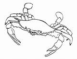 Crab Kepiting Mewarnai Crabs Hermit Coloring4free Pintar Marinos Cangrejos Krab Kolorowanki Dzieci Crustaceans Coloringhome Caranguejos Paud Tk Kepada Semoga Seni sketch template
