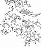 Coloring Bird Pages Cardinal Flower Birds Virginia Flowers State Printable Dogwood Sheets Clipart Color Adult Drawing Drawings Adults Printables Cardinals sketch template