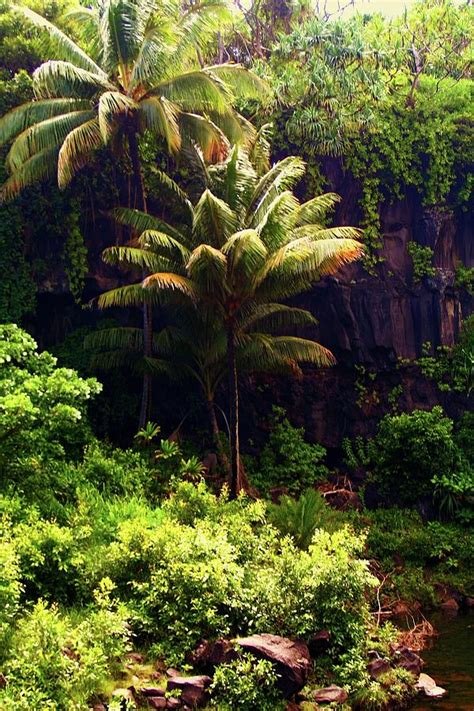 tropical oasis photograph  vernon platt fine art america