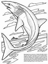 Shark Coloring Pages Sharks Lemon sketch template