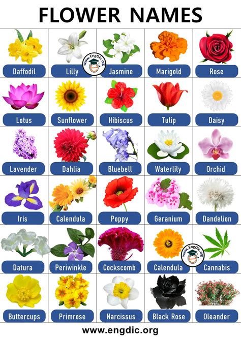 list  flowers   pictures flower names engdic