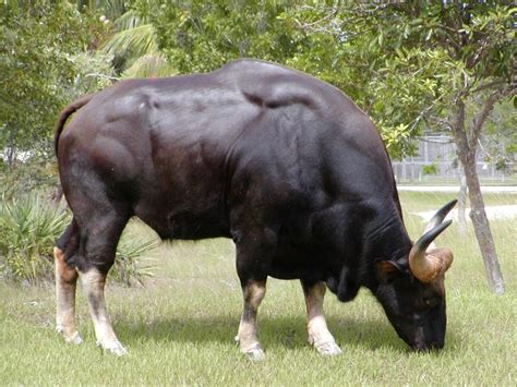 manish home indian gaur