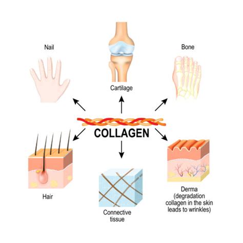 the collagen diet food sources and benefits women fitness org
