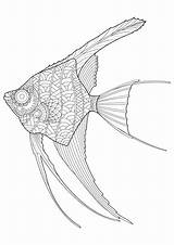 Angel Coloring Fish Premium Drawn Vector Hand sketch template