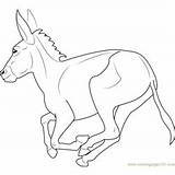 Donkey Coloring Pages Asinus Africanus Equus sketch template