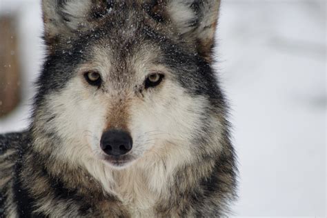 mexican gray wolf  animal fair