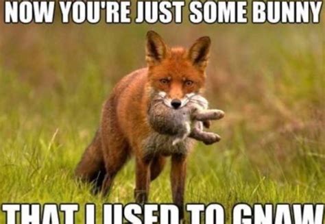 top fox meme jokes images  pictures quotesbae