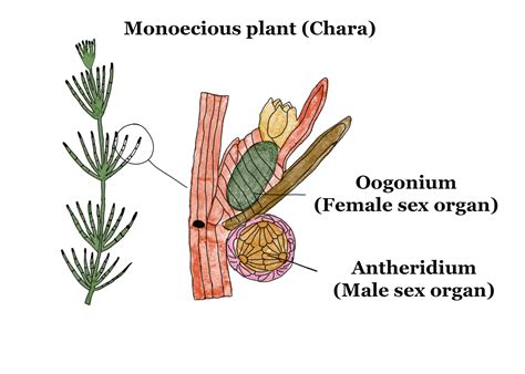 Sexual Reproduction Gcse Biology Revision Notes