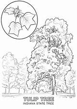 Coloring State Tree Tennessee Indiana Kentucky Pages Printable Drawing Ky Clipart Sheet Flower Color Tulip Nevada Flag Symbols Poplar Drawings sketch template