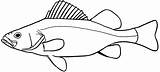 Catfish Pike Bangus Freshwater Clipartmag sketch template