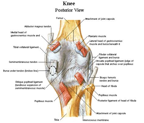 knee anatomy   pictures     medical