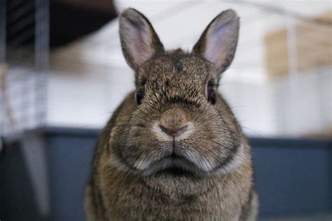 resting rabbit face rrabbits