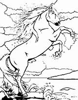 Coloring Rearing Pages Horse Horses Drawing Magical Bella Getdrawings Getcolorings sketch template