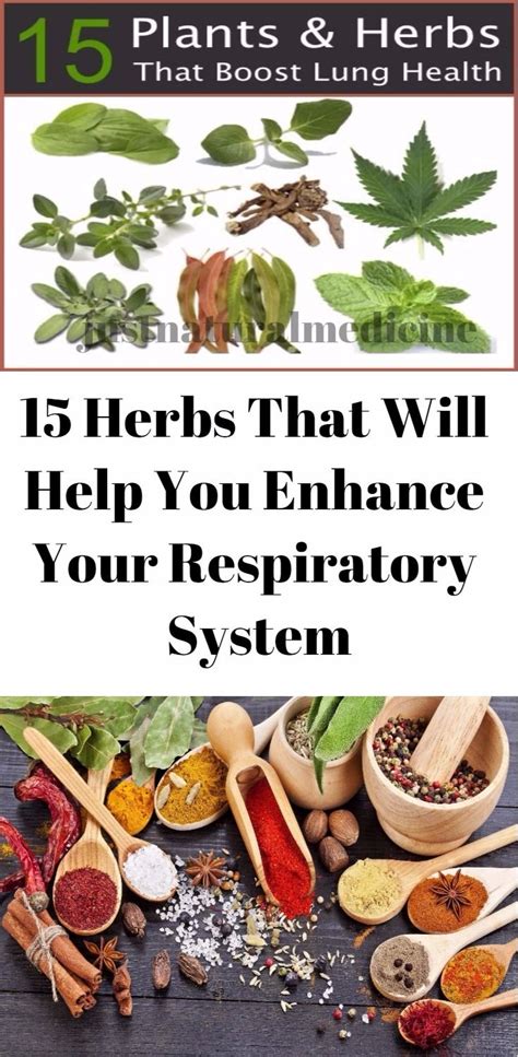 herbs     enhance  respiratory system natural medicine respiratory