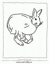 Coloring Hare Arctic Popular sketch template