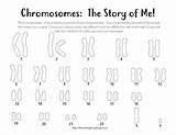Karyotype Coloring Down Syndrome Worksheet Chromosome Male Sheets Female Choose Board sketch template