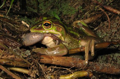 frogs eat frogs rnatureismetal
