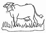 Vaca Planse Colorat Krowa Desene Kolorowanki Animale Domestice Pintar Cheie Cuvinte Vitel Educative Grazing Trafic sketch template