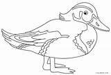 Duck Coloring Pages Ducks Wings Bird Rubber Ducklings Way Make Drawing Printable Cool2bkids Kids Getcolorings Color Duckling Getdrawings Print sketch template
