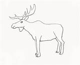 Moose Drawing Draw Animals Drawings Step Outline Animal Head Face Tundra Kids Final Realistic Getdrawings Coloring Popular Look Baby Patterns sketch template