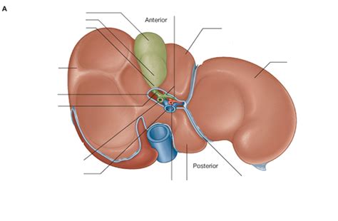 liver lobes anatomy