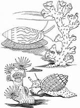 Sea Coloring Pages Snails Snail Seascape Ocean Printable Color Adults Colouring Animal Book Supercoloring Sheets Adult Clipart Drawing Choose Board sketch template