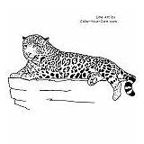 Coloring Jaguar Pages Laying Color Down Cat Big Costa Rica sketch template