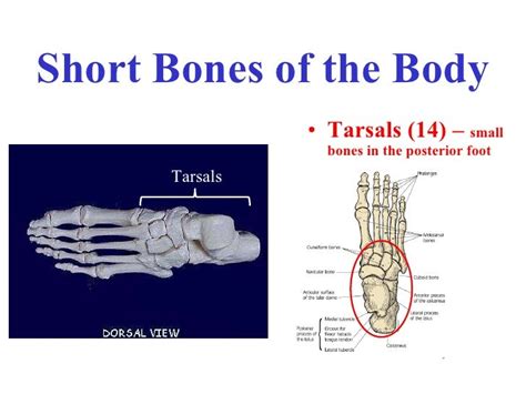 skeletal system types  bones  parts