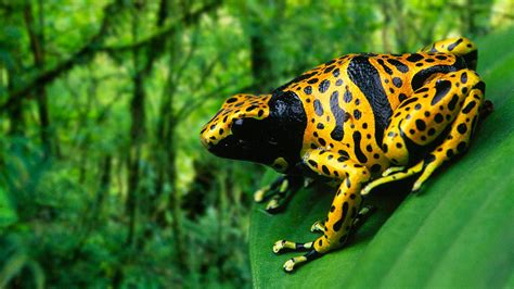 exotische fauna  den tropischen waeldern tiere im regenwald