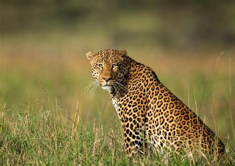 african leopard