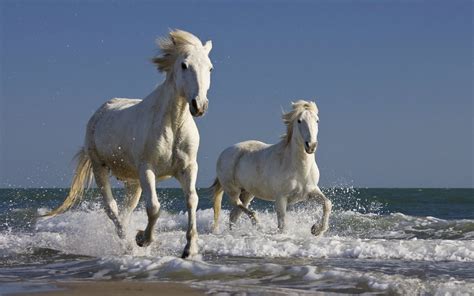 camargue france wild horses running  sea shore
