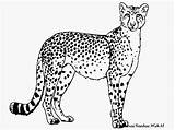 Cheetah Mewarnai Diwarnai Untuk sketch template