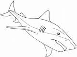 Requin Bouledogue Prey Sharks Coloringbay Getdrawings Kidsplaycolor sketch template
