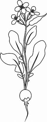 Flowering Radish sketch template