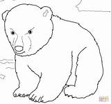 Bear Coloring Polar Pages Cub Color Printable Cute Face Supercoloring Print 1024px 1088 07kb Getcolorings sketch template