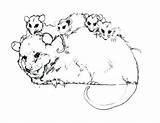 Possum Coloring Opossum Pages Colouring Glider Sugar Color Family Printable Template Possums Getcolorings Magic Getdrawings Hanging Comments Results sketch template