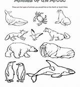 Animals Tundra Drawing Arctic Coloring Pages Printable Getdrawings sketch template