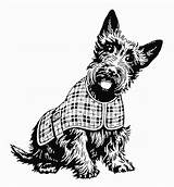 Scottie Scottish Terrier Scotty Illustrations Schnauzer Clipartmag sketch template