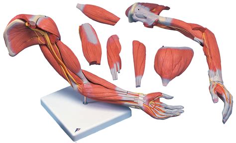 human arm models  muscles