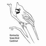 Cardinal Coloring Bird Pages Drawing State Red Kentucky Cardinals Printable Tree Louisville Robin Silhouette North Getdrawings Clipart Getcolorings Baseball Northern sketch template