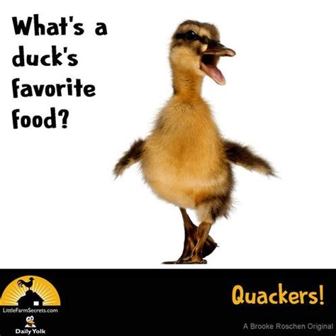 whats  ducks favorite food cute jokes dad jokes funny jokes