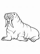 Walrus Coloring Pages Printable Drawing Baby Kids Clipartmag Bestcoloringpagesforkids Template sketch template