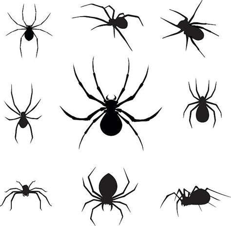 Royalty Free Spider Clip Art Vector Images And Illustrations Istock