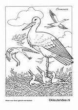 Ooievaar Kleurplaten Horsthuis Kleuteridee Stork Storch Ausmalen Lente Vogel Vogels Oiseaux Afkomstig Bocian Dieren Tekenen sketch template