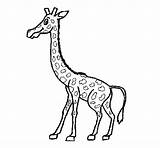 Giraffe Coloring Coloringcrew sketch template