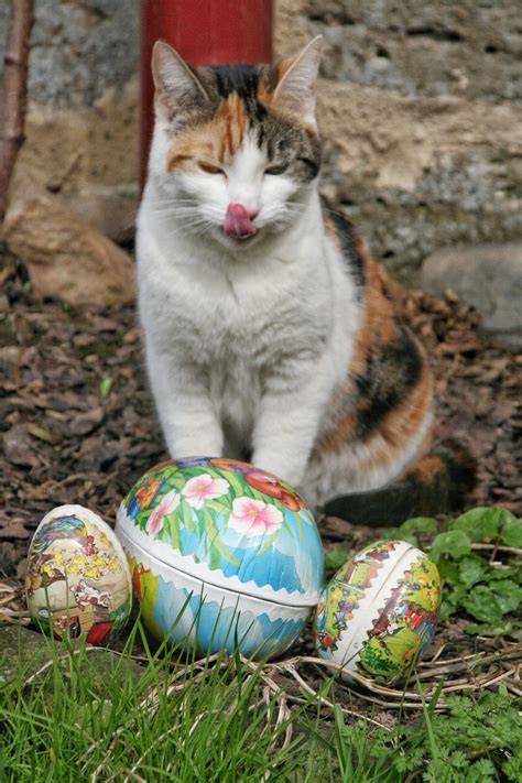 25 Cats And Kittens Who Are Ready For Easter [pictures] Cattime In