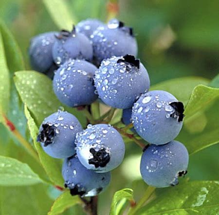 grow blueberries  home